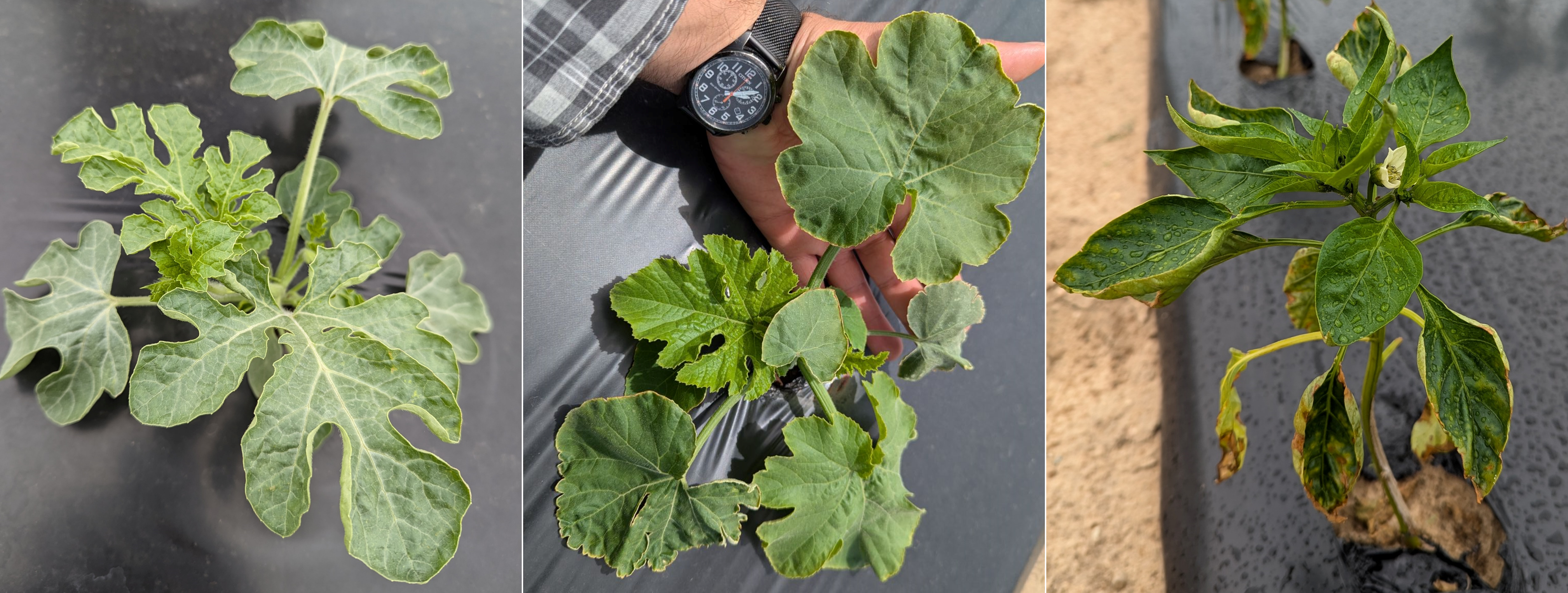 Wilted leaves of watermelon and pumpkin plants.